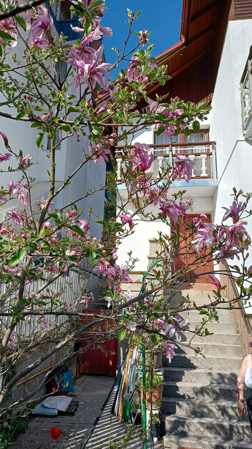 Photo Vila Casa Albă